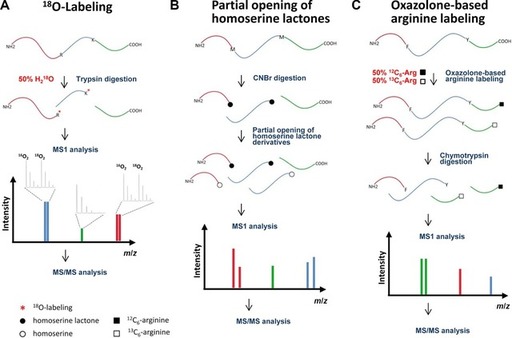 analysis-of-n-terminus-and-c-terminus-in-protein-3