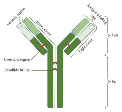 antibody-heavy-light-chains-structure-function-1.j